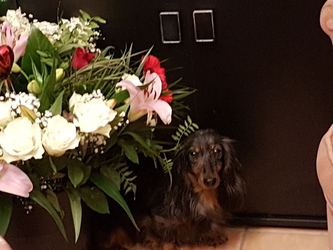 [Image: Resized-20200216-201437-6449.jpg]