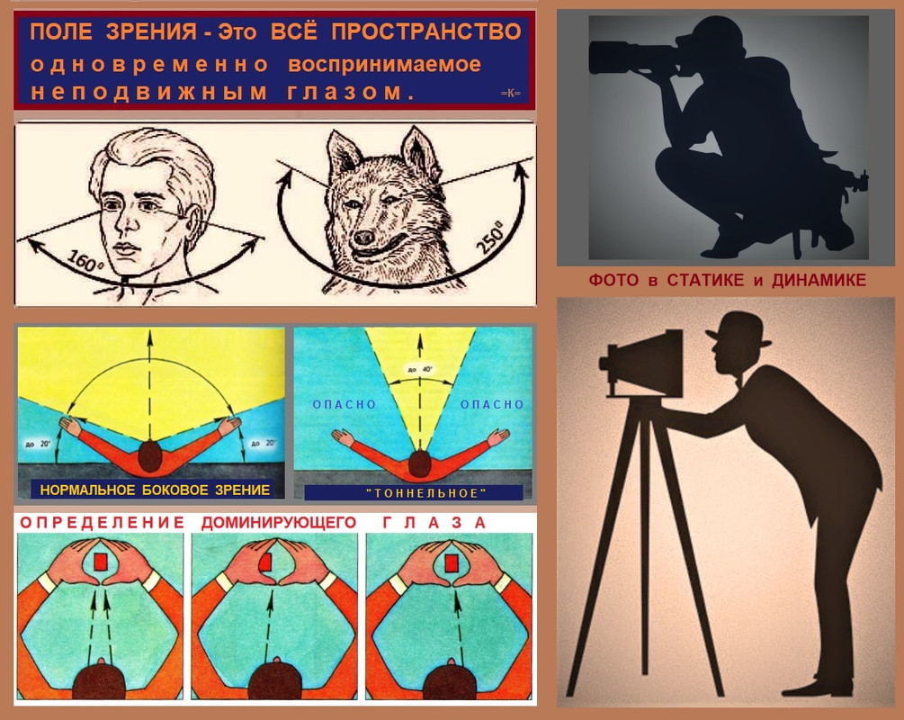 АНАТОМИЯ Глаза ПОЛЕ ЗРЕНИЯ людей и собак 1