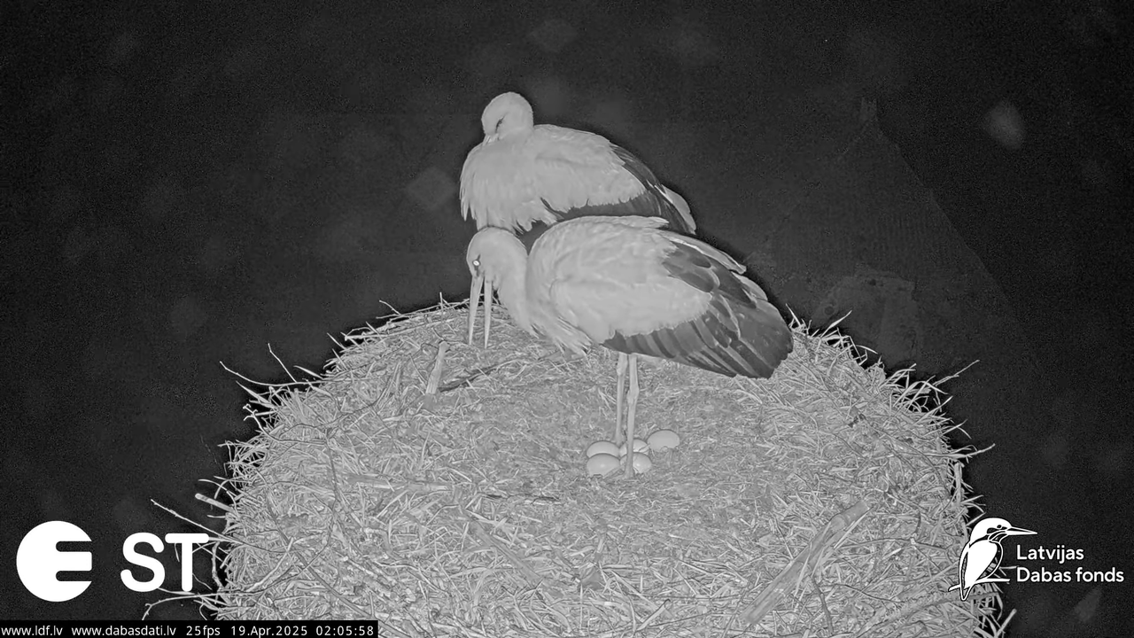 (34) Baltie stārķi (Ciconia ciconia) Tukuma novadā __ White storks in Tukums, Latvia - YouTube - 374
