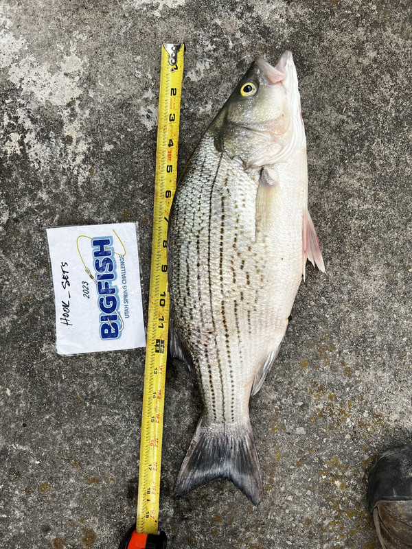 3D72E92D-E935-463F-9639-2D93540FA6A3