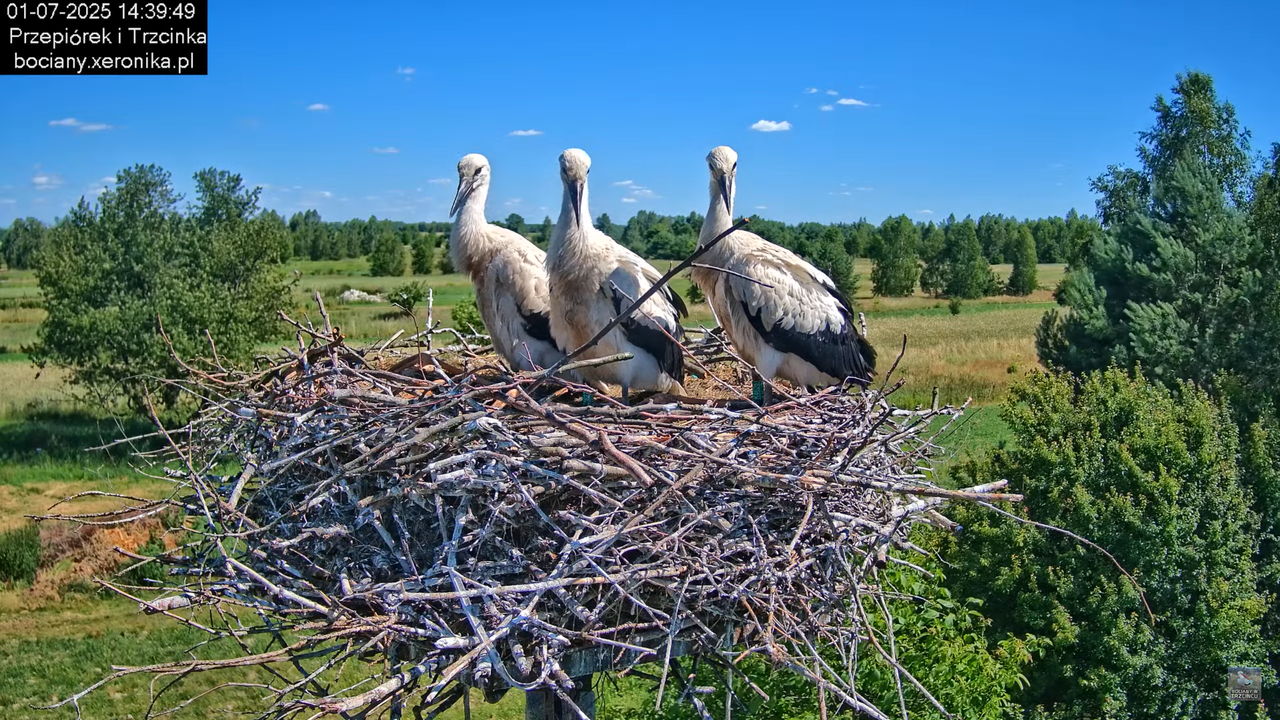 01072025bociany33