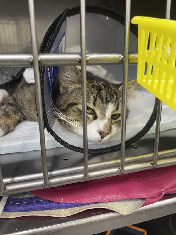 5536D863-8EB7-428D-A472-06492DE0424C