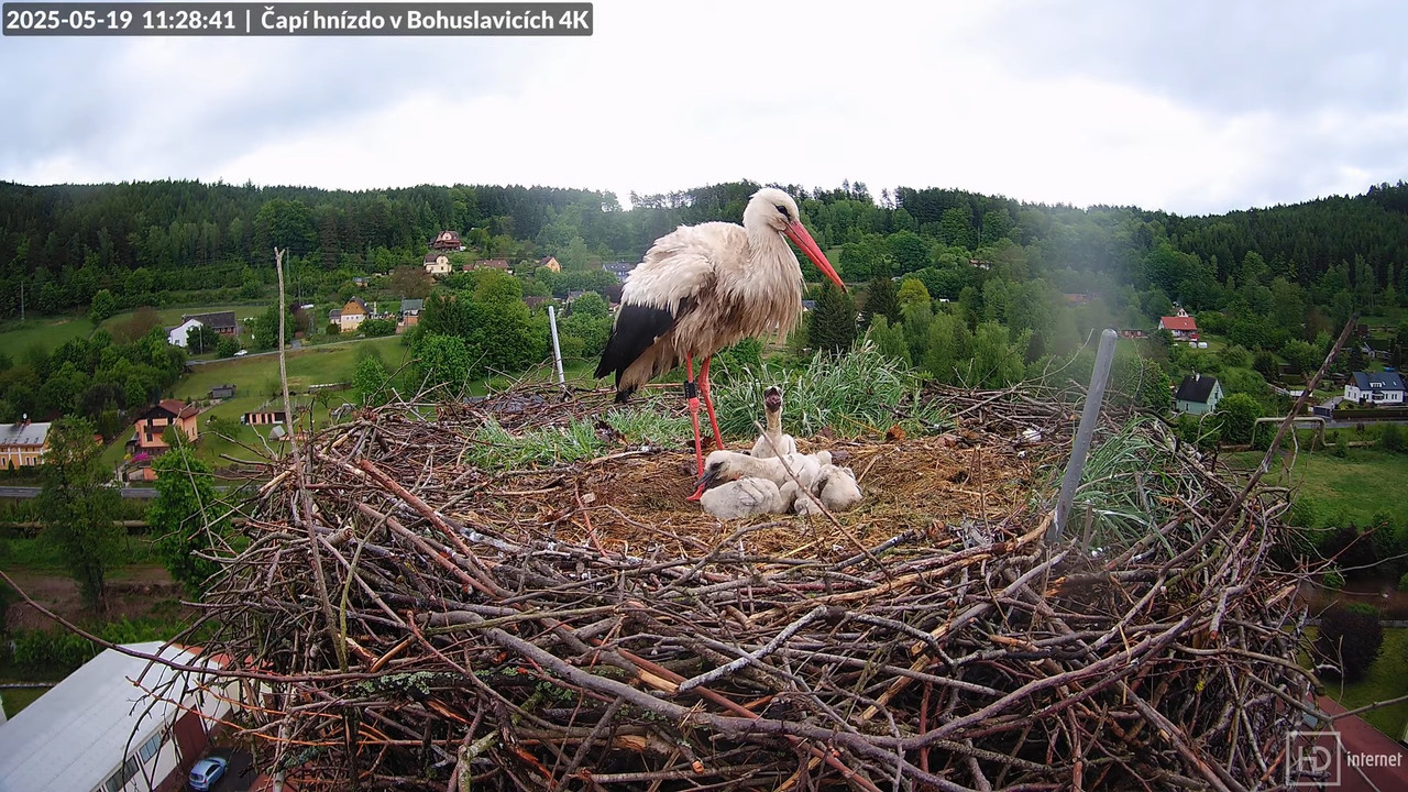 Živě z čapího komína firmy KARA v Bohuslavicích u Trutnova 9-29-40 screenshot
