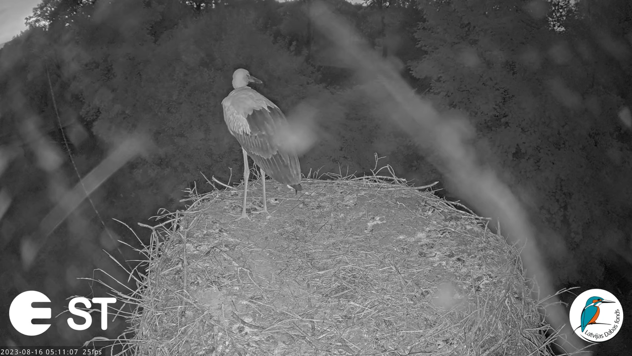Baltie stārķi (Ciconia ciconia) Tukuma novadā - LDF tiešraide __ White storks in Tukums, Latvia 8-30