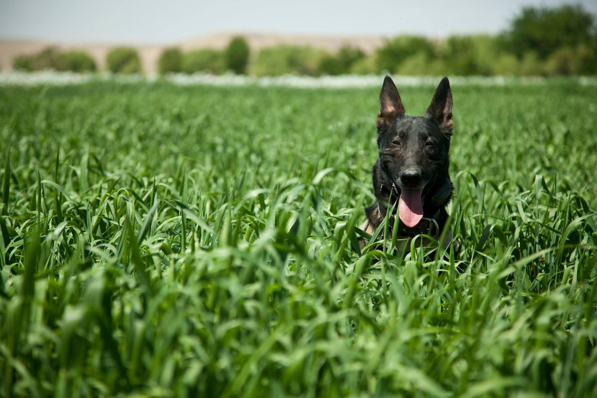 K9 Wilbur Marine Special Operations Team member