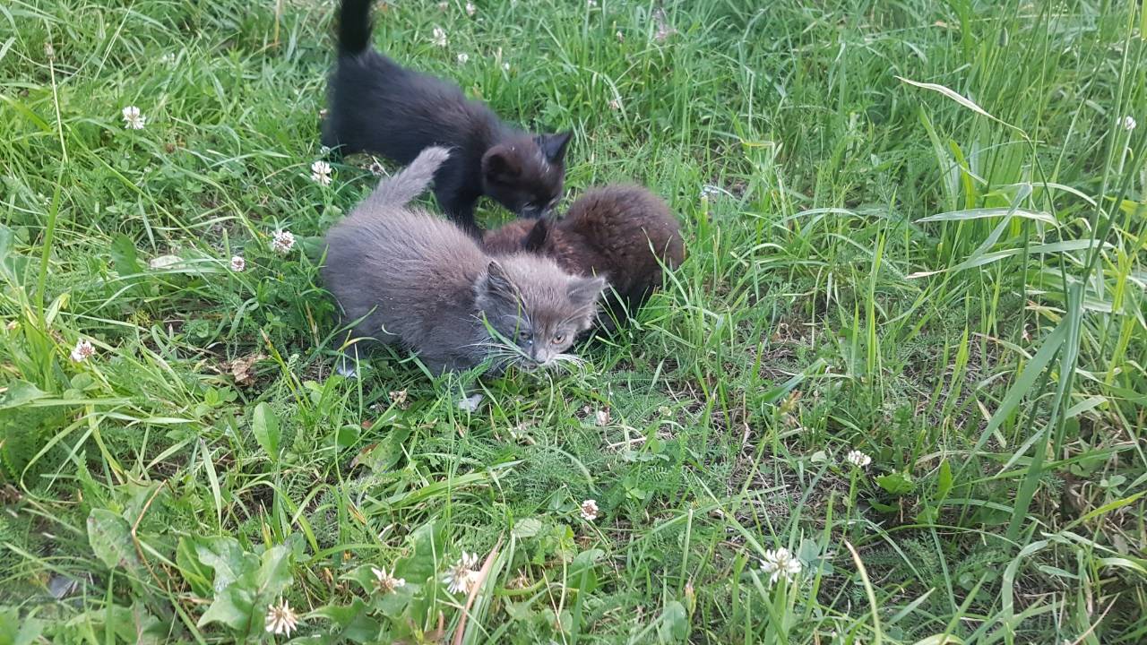 Котята Насти Жуковской2