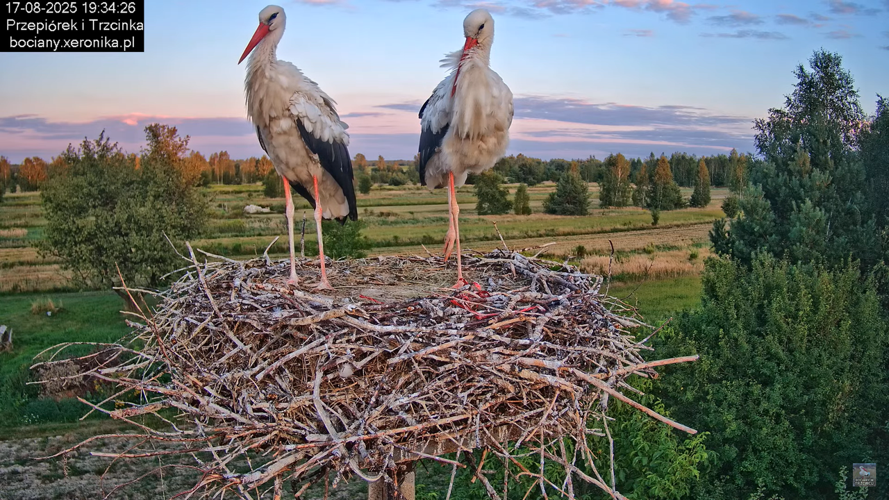 17082025bociany41