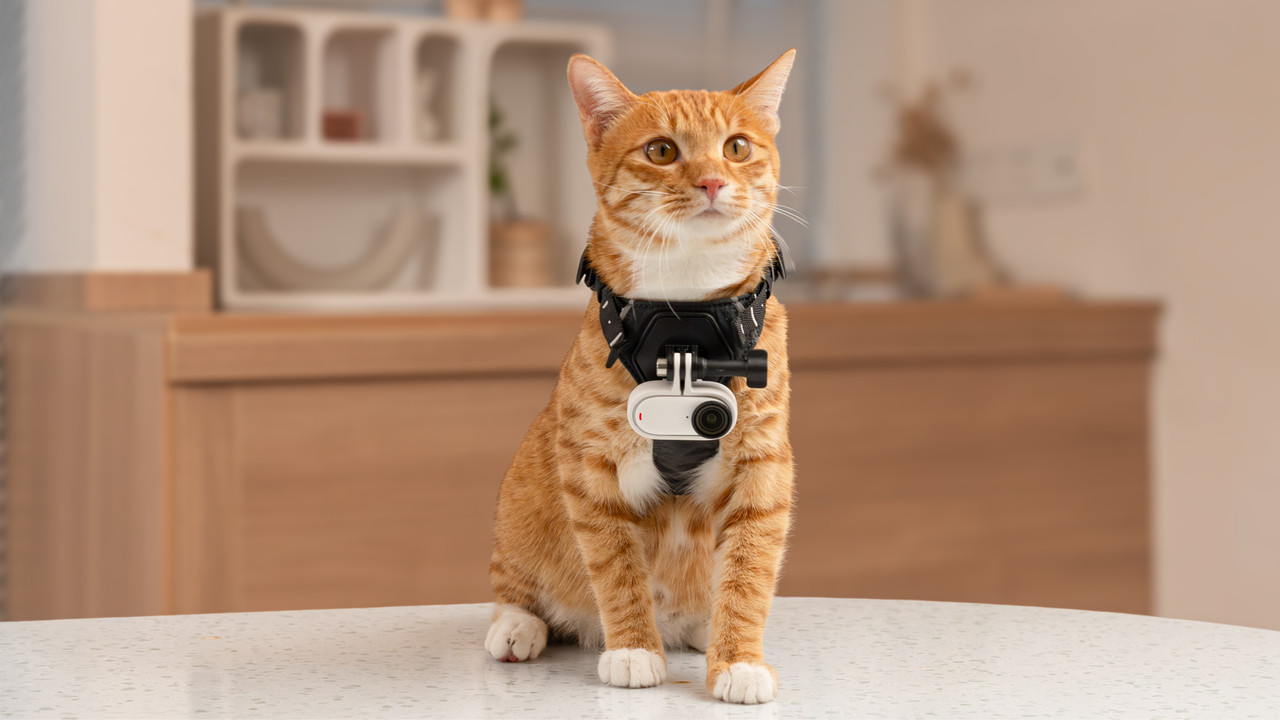 Cat-02.jpg