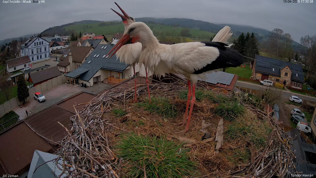 Živá kamera - Mladé Buky - čapí hnízdo 4K 14-2-28 screenshot