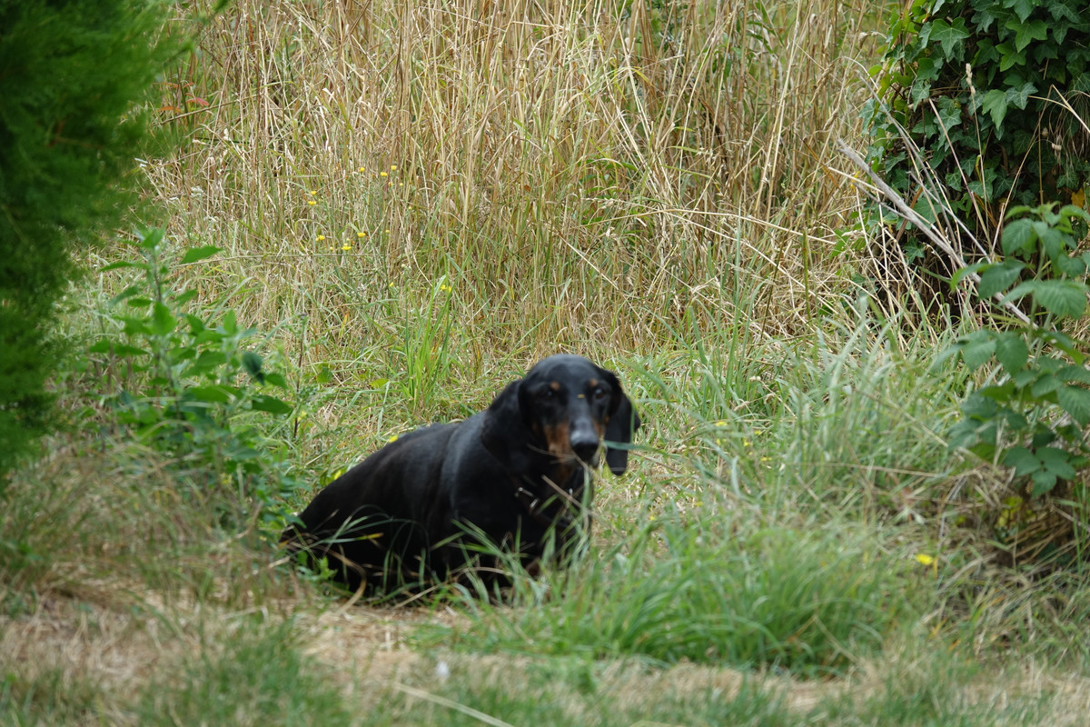 [Image: DSC00284.jpg]