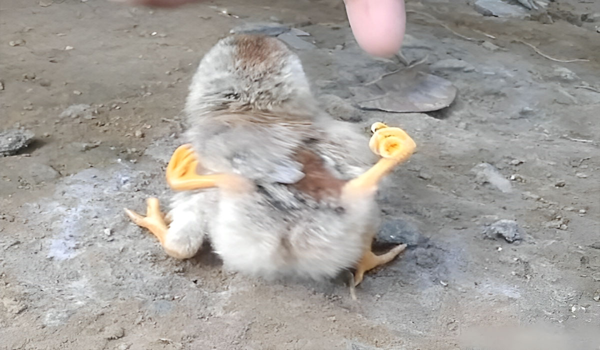 Fenomena Langka Anak Ayam di Pekalongan Berkaki Empat