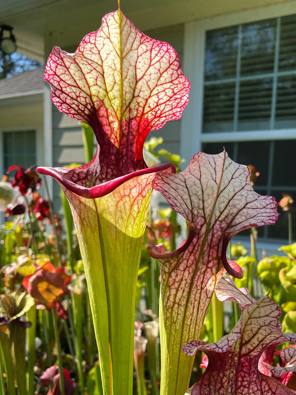 2A14902B-6097-49CE-9476-5BD38614DE48