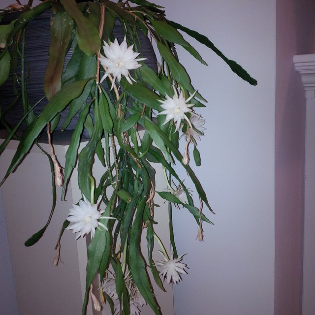 [Image: IMG-20161031-235006.jpg]