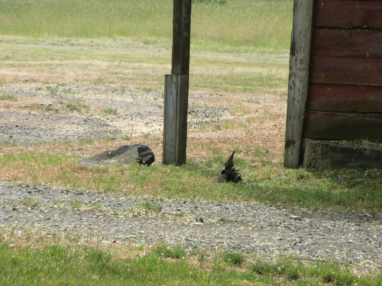 starlings fighting Illia 1