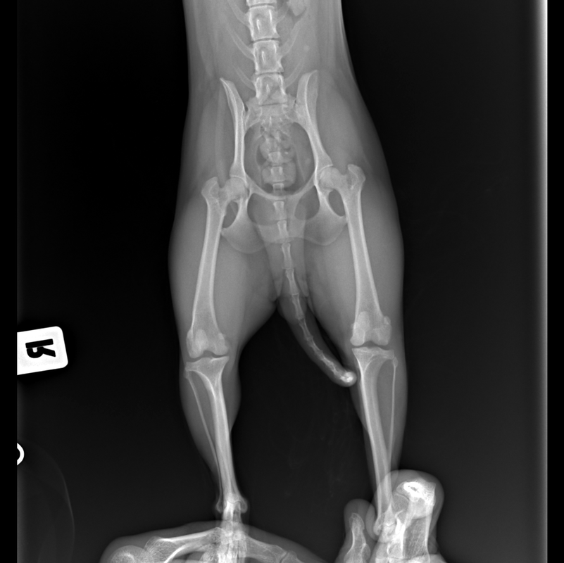 ВОРОНИН_СОБАКА_ДЖЕССИКА_Таз-ВД_190307