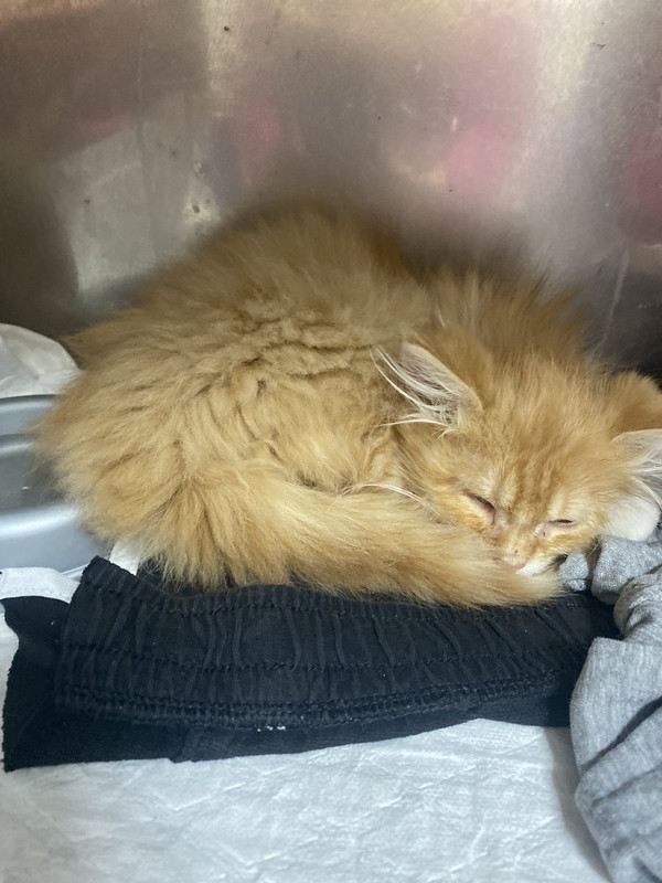 IMG-163183821114d451dfe4380d2ee1606c-V