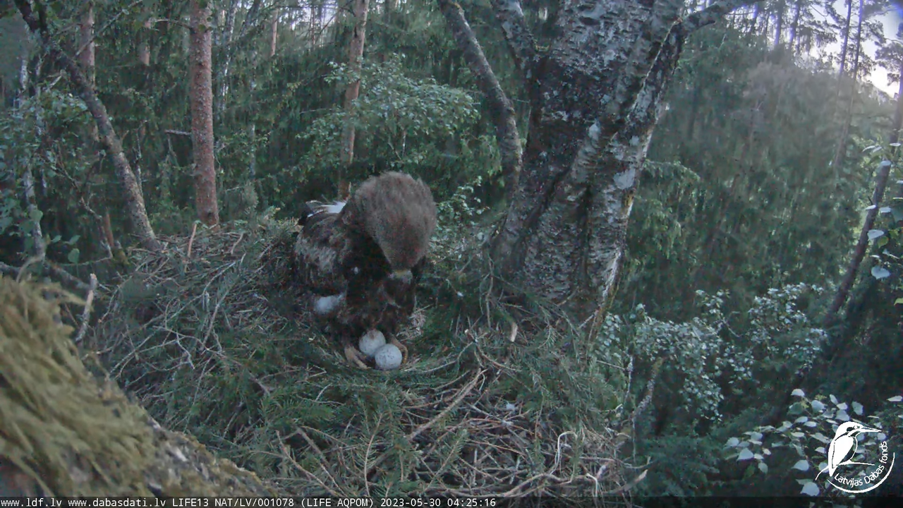 LDF Mazais ērglis (Clanga pomarina), ligzda bērzā 13-5-12 screenshot