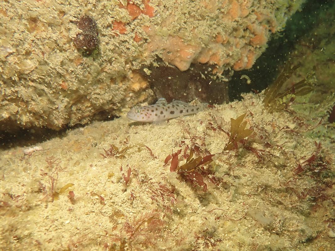 04004_13-13-1Pois-8030013