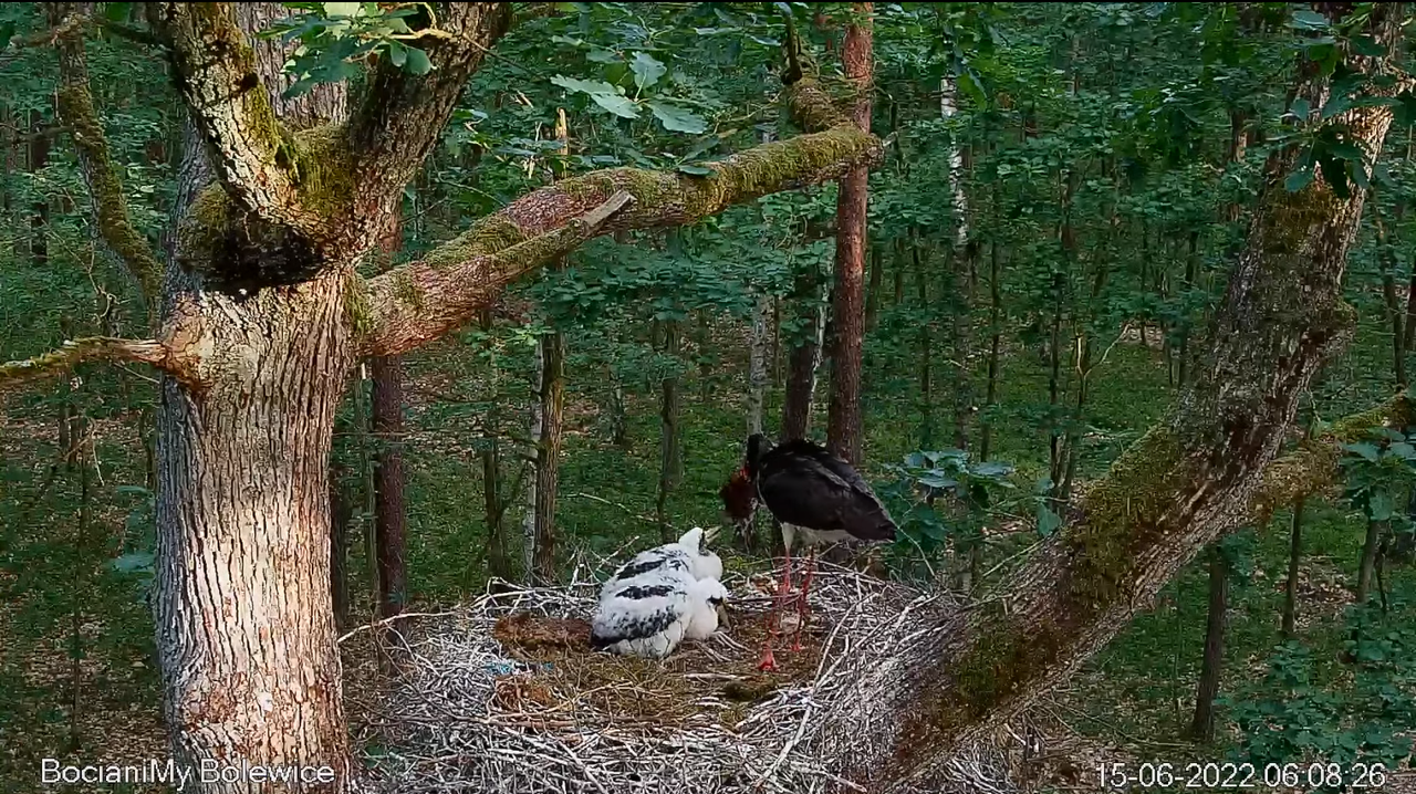 15 June -06_08 Bolek z dostawą