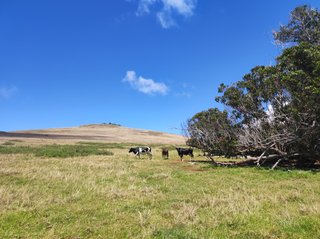 Poike:Ahu Kiri Reva-Papa u'i hetu'u-Ana o Keke-Té Ahu Moai Tea-Maunga - Isla de Pascua - Chile (28)
