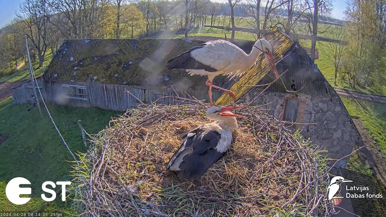 Baltie stārķi (Ciconia ciconia) Tukuma novadā - LDF tiešraide __ White storks in Tukums, Latvia 12-4