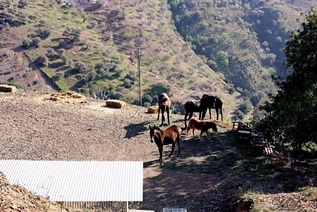 wild-horses-exercise-yard-HD.jpg