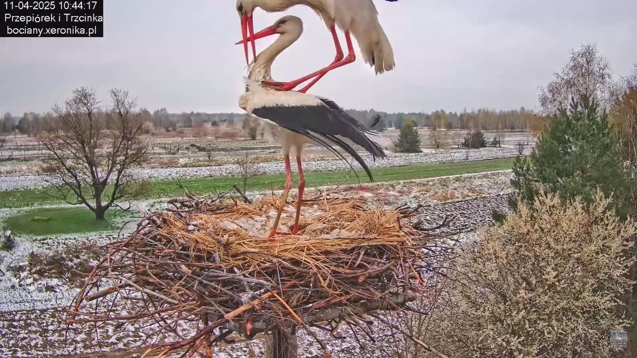 11042025bociany_17