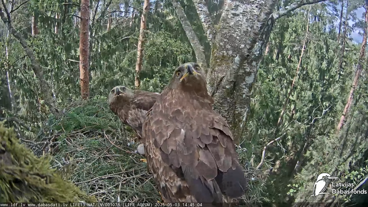 Mazais ērglis (Clanga pomarina), ligzda bērzā 10-15-54 screenshot