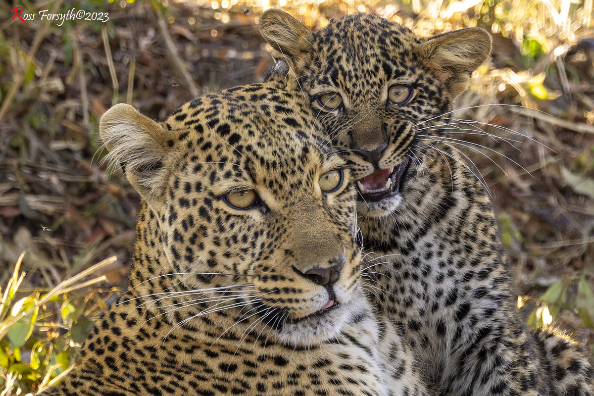 _5RF8328-CR3_DxO_DeepPRIMEXD