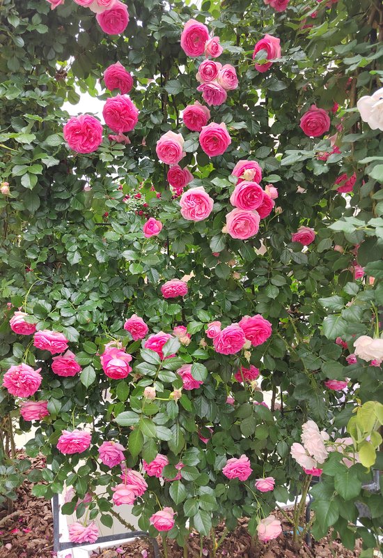 https://i.postimg.cc/NGP756Hg/61-IMG-20250706-160317.jpg