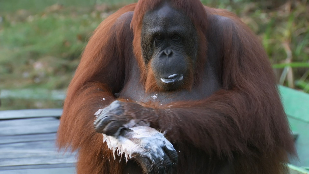 Monkey Planet (2014) - S01E01 - Meet the Family (1080p BluRay x2