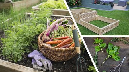 Easy Gardening : Grow Vegetables, Herbs and Flowers at Home!