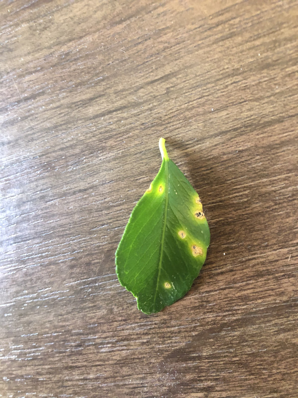 8E962235-F0FB-41FB-B29A-81A61ED0A483