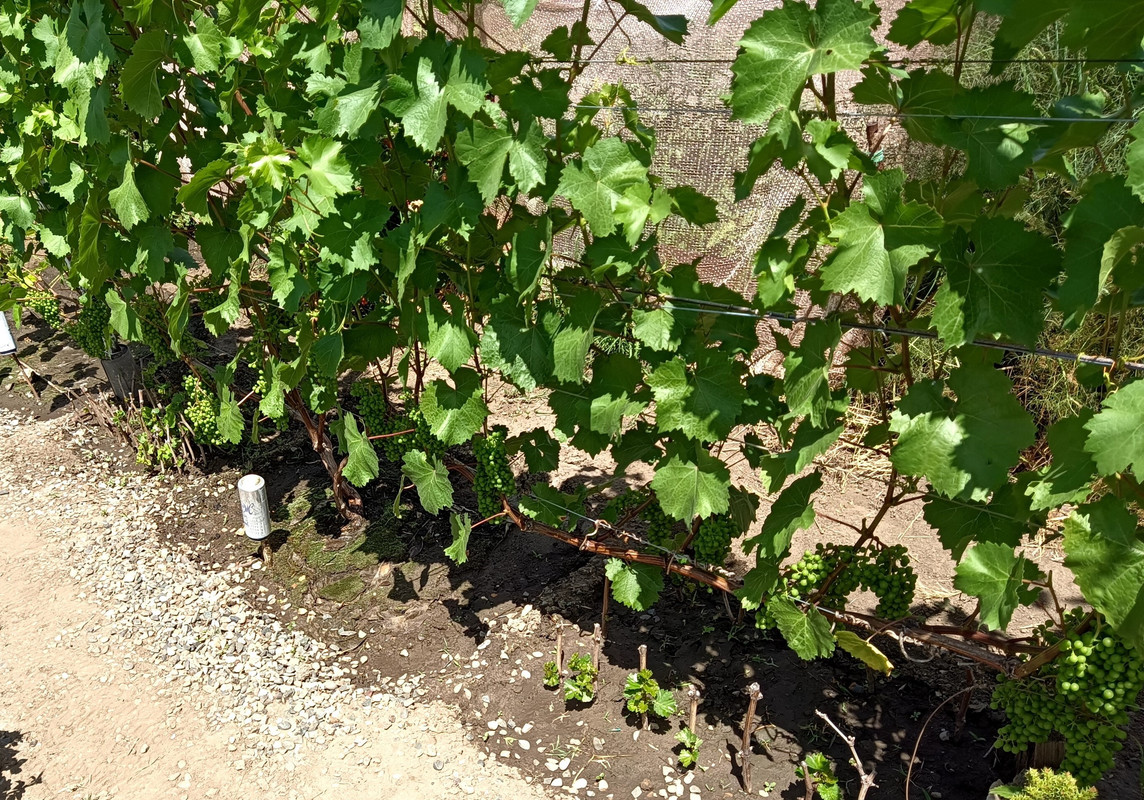 Цитронный Магарача_20240615_125227