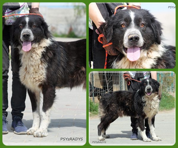 BeFunky-collage (16)