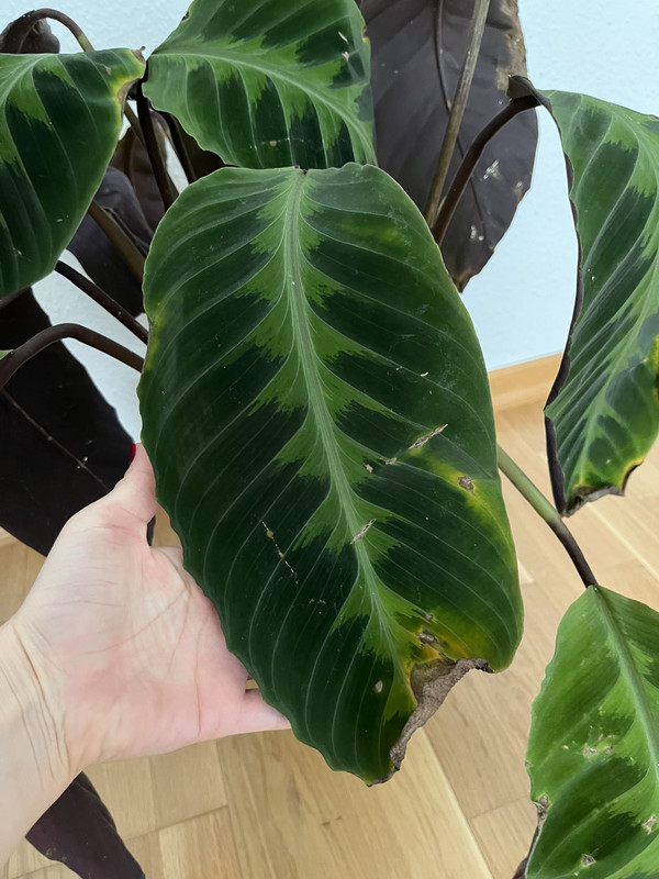 11E2297B-90F4-4071-8F1F-195E2CD3A760