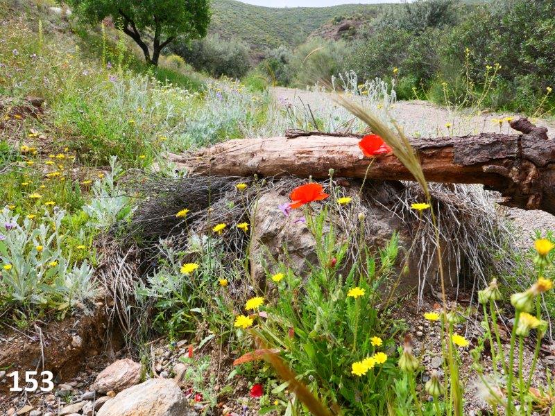 153 Potty Finca poppy