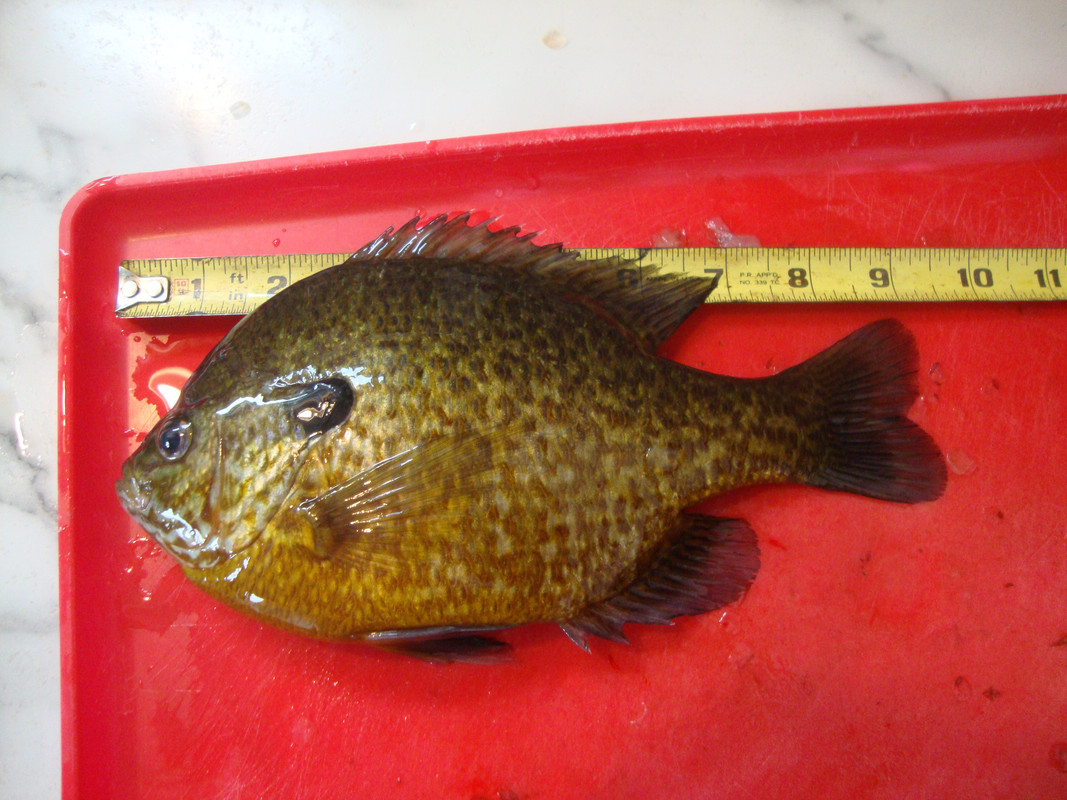 FISHING 24 005