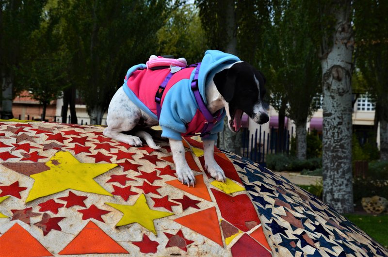 Las Pedroñeras-9-11-2016 - Cuenca y sus pueblos-2009/2011/2015/2016 (18)