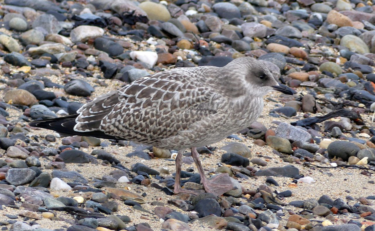 YOUNG HERRING GULL 4 240824