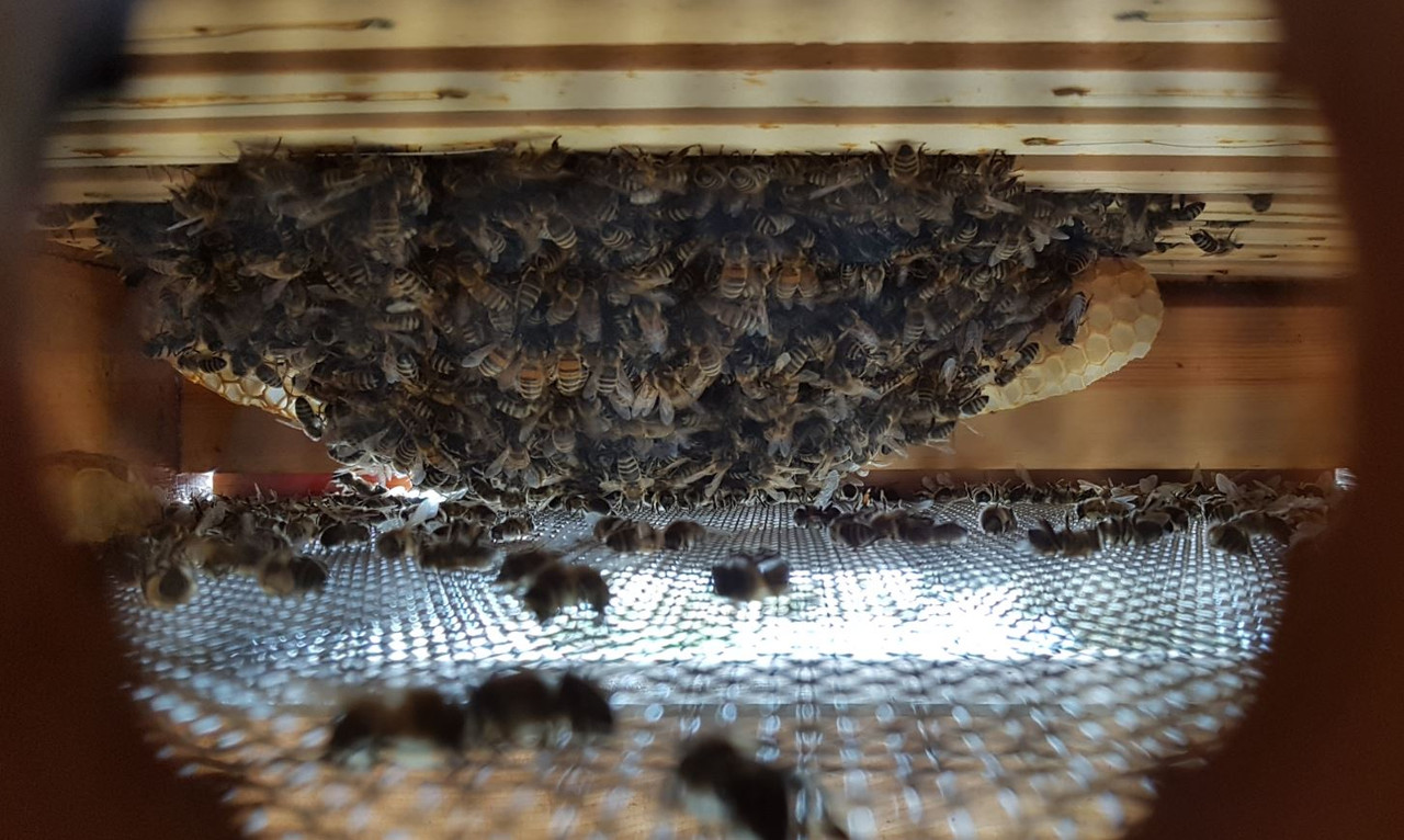 c_včelstvo 2.4_20211212_122107