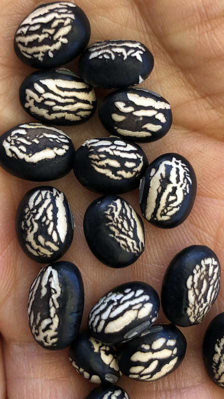 5508993A-835E-4A88-9873-D099F96EF40E