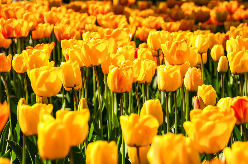 yellow-tulips.jpg