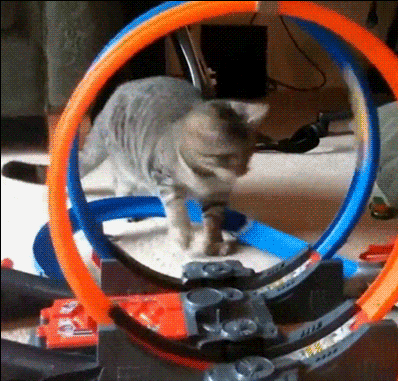 Funny-Cat-GIF-Poor-cat-goes-nuts-trying-to-catch-his-new-circular-toy-It-s-too-fast-for-him-haha.gif