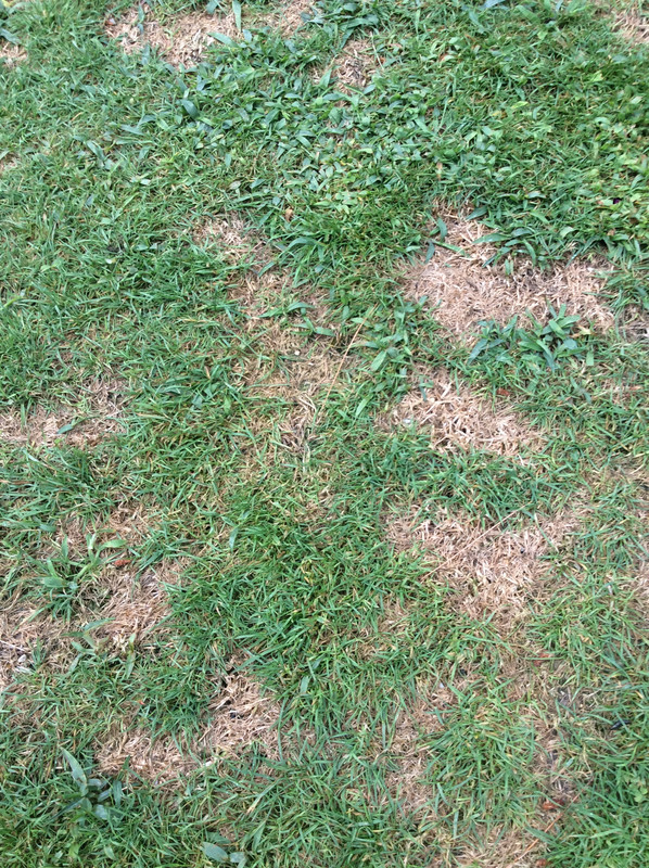 Fungus, over fertilization or something else? - The Lawn Forum