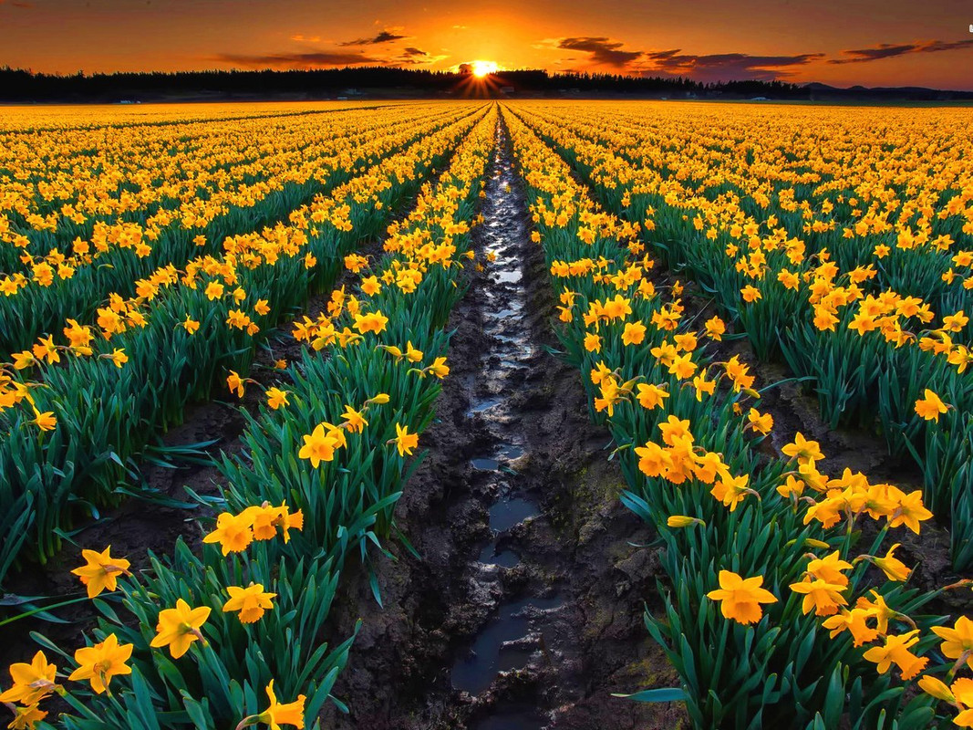 ws-Daffodils-Field-Trees-Sunset-1600x1200.jpg