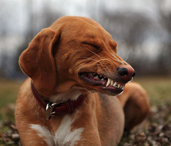 [Image: dog-smile-flickr-335sm11712.jpg]