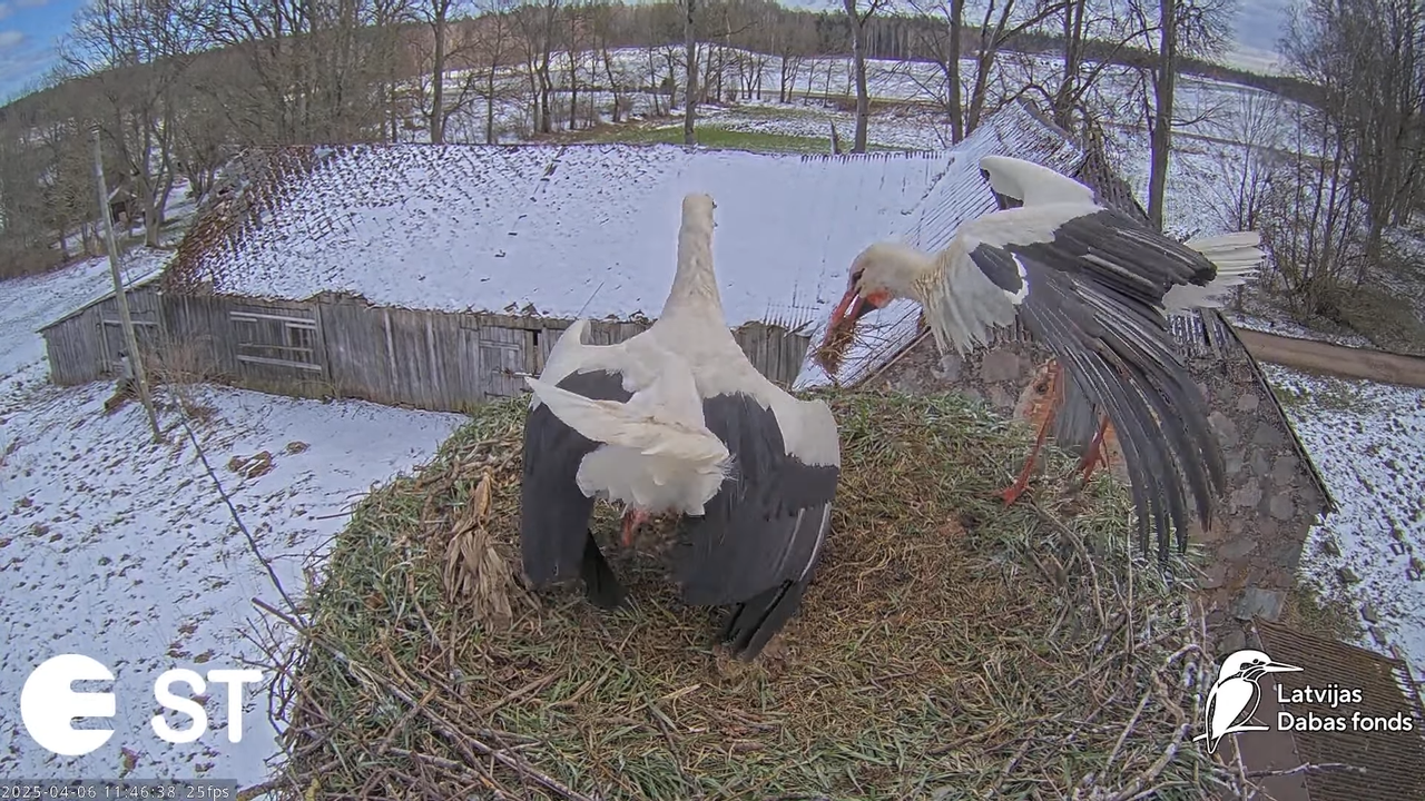 (8) Baltie stārķi (Ciconia ciconia) Tukuma novadā __ White storks in Tukums, Latvia - YouTube - 750_