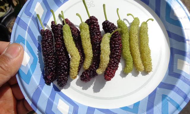 Mulberry Pakistan p1