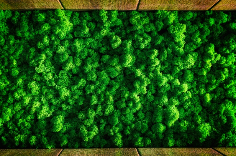 marimo marimo